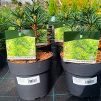 Dáždnikovec praslenovitý (Sciadopitys Verticillata) ´GREEN DIAMOND´ – výška: 25-35 cm, kont. C3L (-29°C)